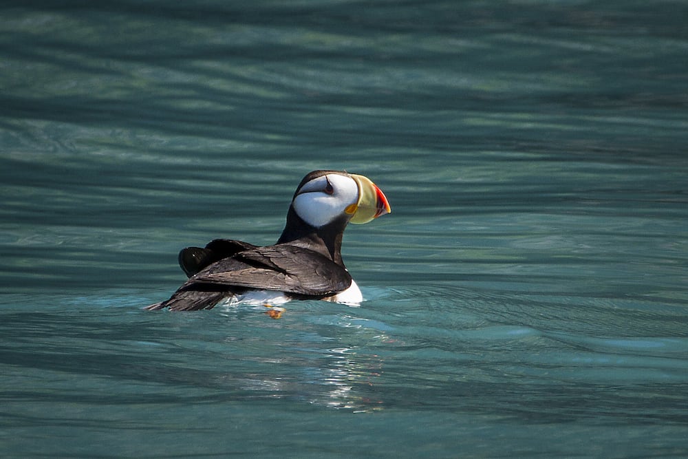 Puffin